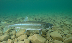 lake trout