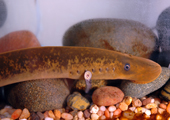 Transformer and Adult Sea Lamprey on Rock 