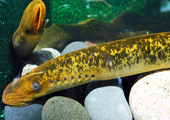 Profile View of Adult Sea Lamprey