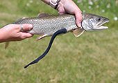 Parasitic Sea Lamprey on Lake Trout