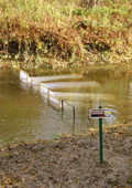 Sea Lamprey Transformer Net Test