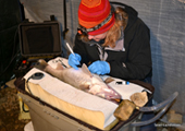 Tagging Walleye