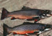 Brook Trout