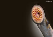 Sea Lamprey Mouth